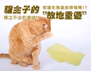 貓主子的"故地重遊"