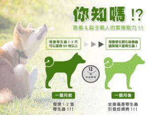 跳蚤&蝨子驚人的繁殖能力