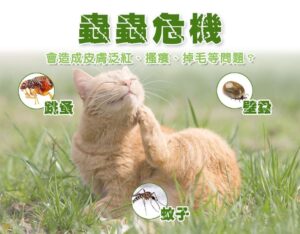 蟲蟲危機