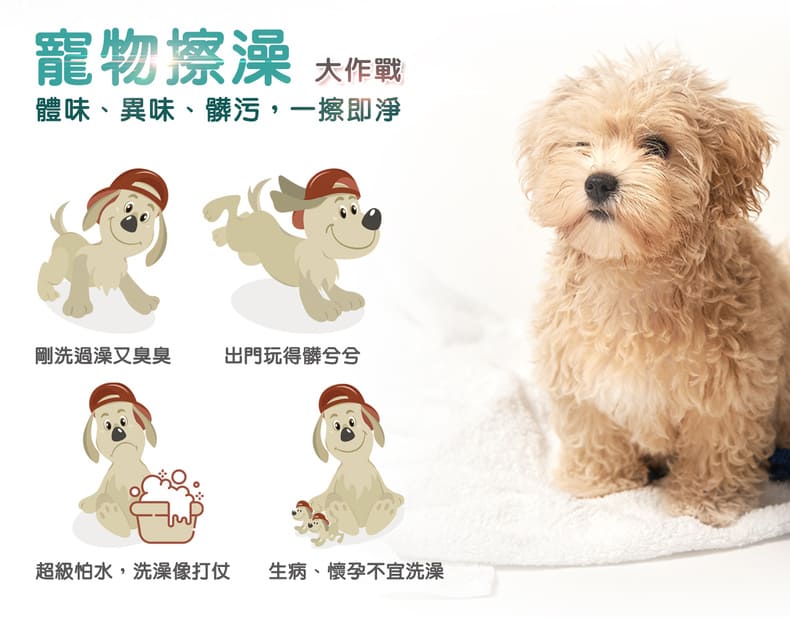 寵物擦澡大作戰