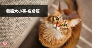 認識貓常見皮膚問題及解決方法 ｜ GBPH 好寶貝寵物居家用品 https://www.gbph.us/catskin/ 貓咪有下列症狀要注意 貓咪舔毛、抓癢看似日常生活的小動作，沒有特別注意都不會發現藏在這些日常下的危機，特別是皮膚性疾病好發於台灣這種潮濕悶熱的環境，在飼養貓咪前，你需要先做好貓咪健康照顧的功課！ 局部掉毛 局部脫毛主要原因一般分為兩種，有生理上皮膚真菌感染及心理因素（壓力、憂鬱等），常見局部脫毛有小範圍圓形塊狀脫落及大