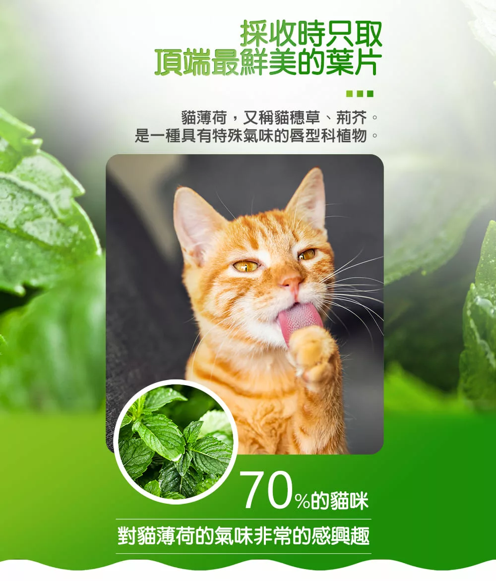 貓薄荷草