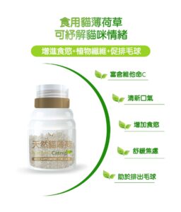 貓薄荷草