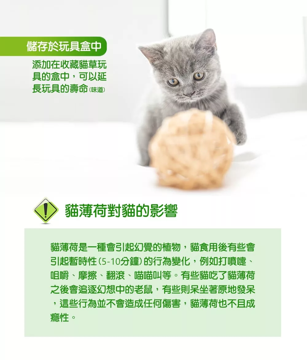 貓薄荷對貓的影響