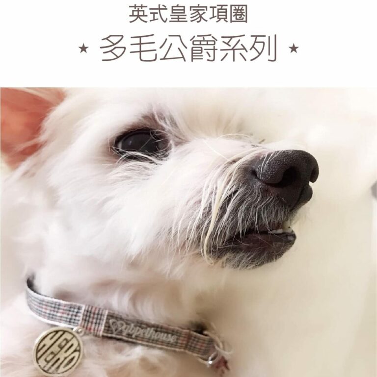 英式皇家項圈
