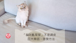 貓咪亂尿尿原因與除臭方法