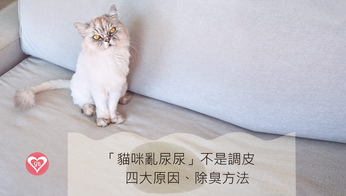 貓咪亂尿尿原因與除臭方法