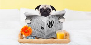 怎麼幫「 狗狗清潔耳朵 ?」狗狗潔耳液使用方式 → GBPH好寶貝 https://www.gbph.us/how-to-help-your-dog-with-ear-cleaning-instructions-and-precautions-for-using-ear-cleaning-solution/ 狗狗的聽力相當敏銳,是人類耳朵的 16 倍,可以聽見比人類還要更廣的音頻,狗耳朵的構造也相對複雜。正常的情況下,狗狗的耳朵應該是乾燥且無異味,若是狗狗耳朵有較多的分泌物,或是散發味道,常常有搔癢、歪頭、甩耳朵的行為,就要注意狗狗的耳朵清潔了!