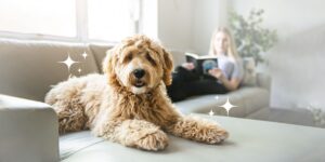 狗狗身上的味道怎麼樣都去不掉？3 招教你挑選對的狗狗除臭劑！ ｜ GBPH 好寶貝寵物居家用品 https://www.gbph.us/%e7%8b%97%e7%8b%97%e8%ba%ab%e4%b8%8a%e7%9a%84%e5%91%b3%e9%81%93%e6%80%8e%e9%ba%bc%e6%a8%a3%e9%83%bd%e5%8e%bb%e4%b8%8d%e6%8e%89%ef%bc%9f3-%e6%8b%9b%e6%95%99%e4%bd%a0%e6%8c%91%e9%81%b8%e5%b0%8d%e7%9a%84/ 很多家中有養寵物的人可能都有這樣的困擾！才剛幫狗狗洗得香噴噴，過沒幾天又散發出異味，甚至整個家裡都充斥濃濃的「狗味」。有些狗狗身上的味道是天生的，但也有一些後天的因素影響！ 有些人會選用專門噴在狗狗身上的除臭劑來除臭，但若是選用到不當的除臭劑，很可能造成狗狗皮膚過敏、紅腫，反而衍伸其他皮膚問題。接下來這篇文章要帶你了解狗狗的體臭來源，還有除臭劑的 3 大挑選守則，讓你安心的使用在毛孩身上，從此讓毛孩全身香香軟軟！