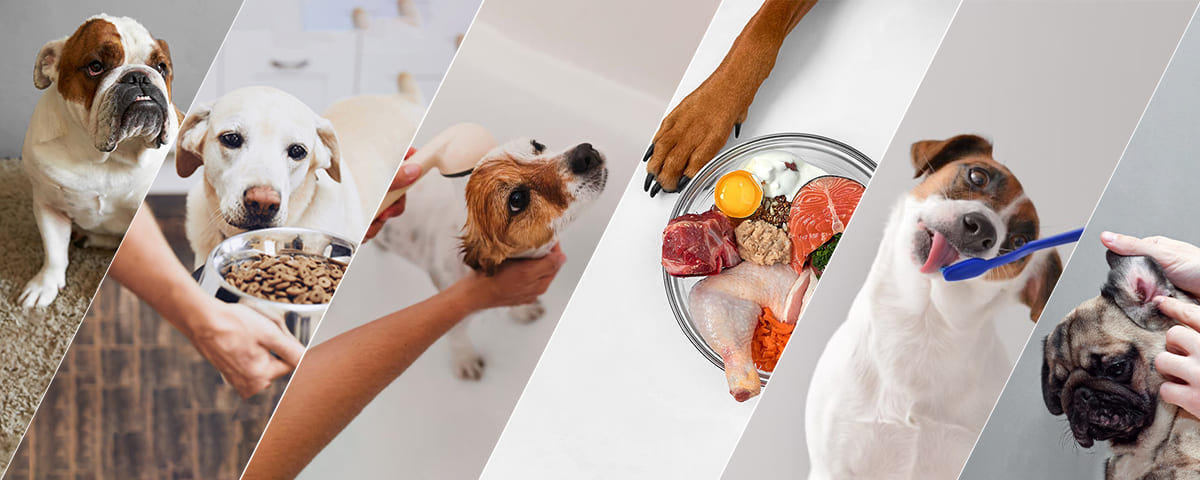 毛孩體味 狗狗身上的味道哪裡來