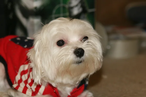 穿著美國國旗衣服的白色瑪爾濟斯犬