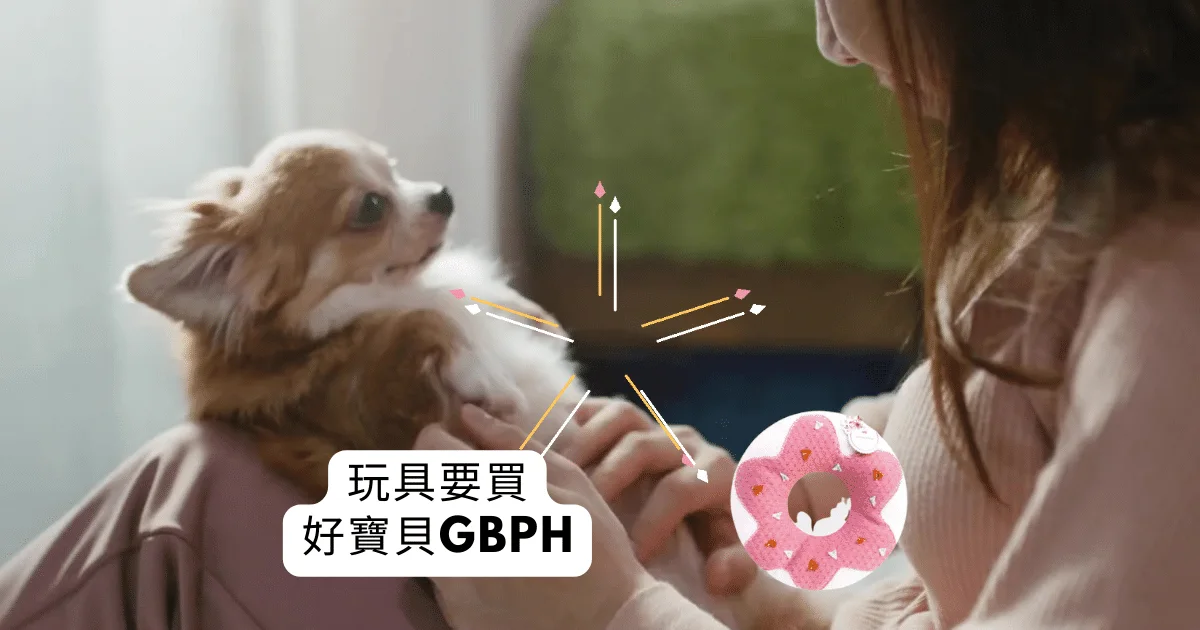 主人拿著甜甜圈玩具逗吉娃娃